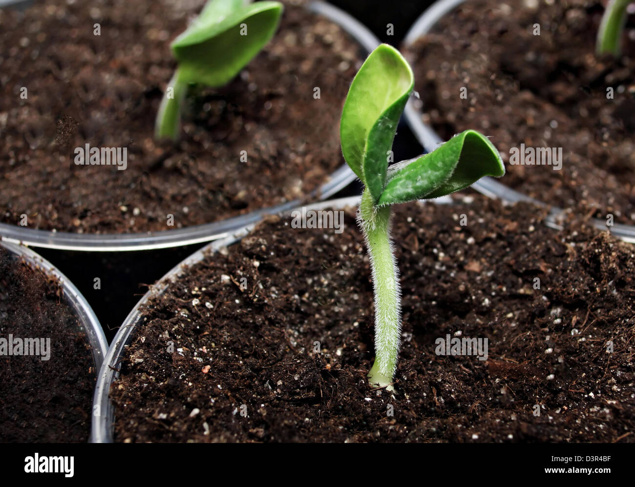 Zucca verde germoglio nel vaso di fiori Foto Stock