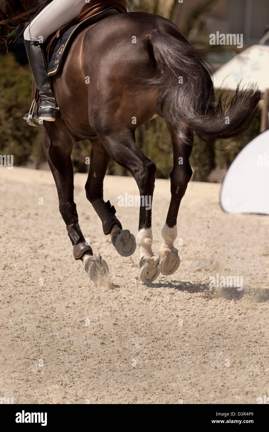 Horse senza toccare il terreno in un galoppo . Foto Stock