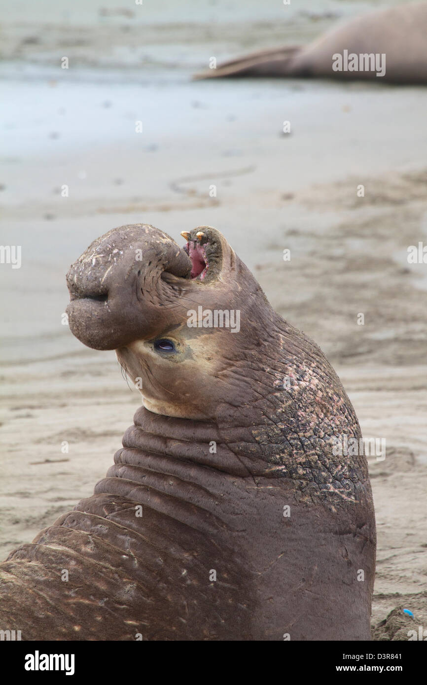 Maschio adulto settentrionale guarnizione di elefante (Mirounga angustirostris) sulla spiaggia di San Simeon California Foto Stock