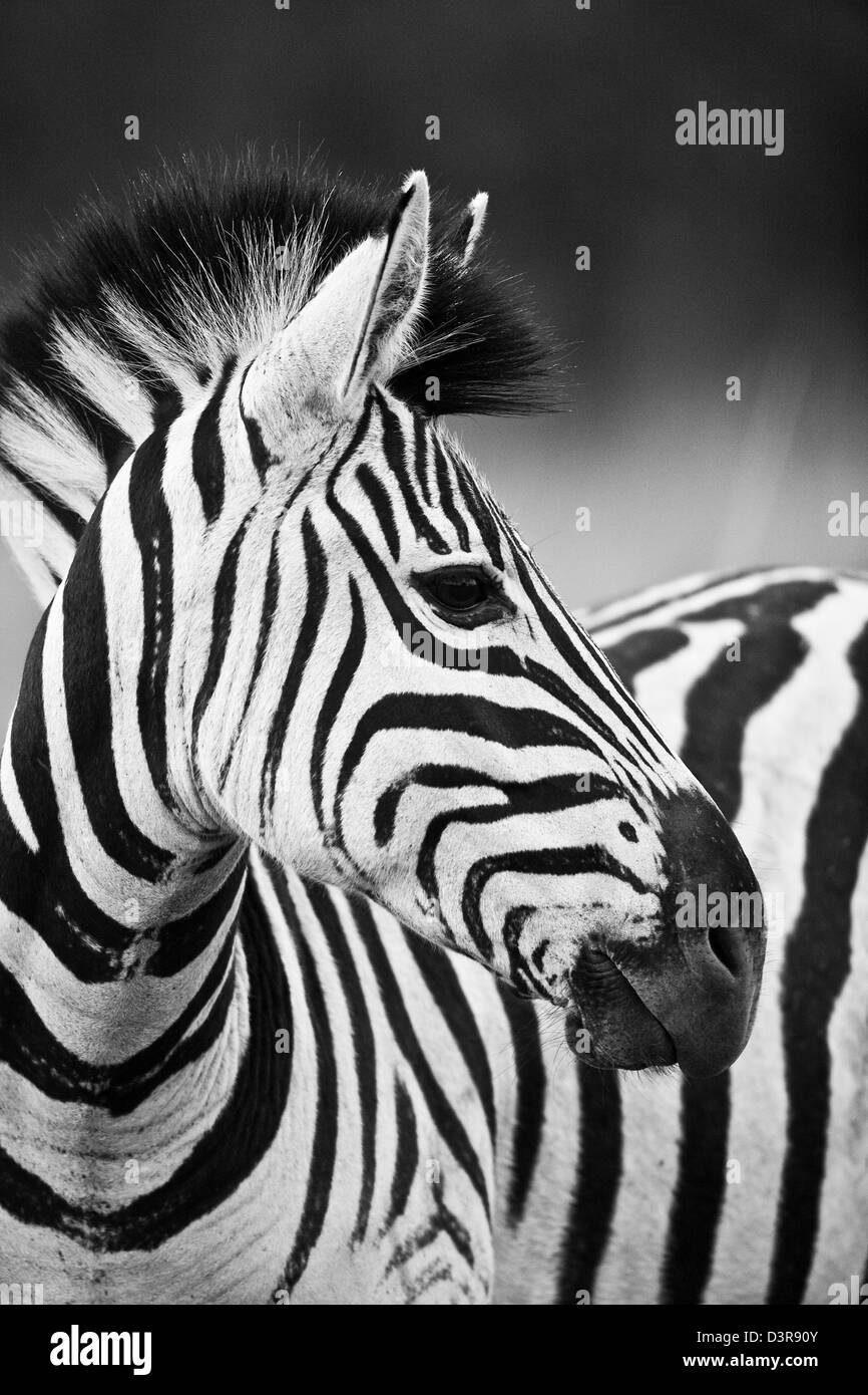 Le pianure zebra in Phinda Game Reserve, Sud Africa Foto Stock