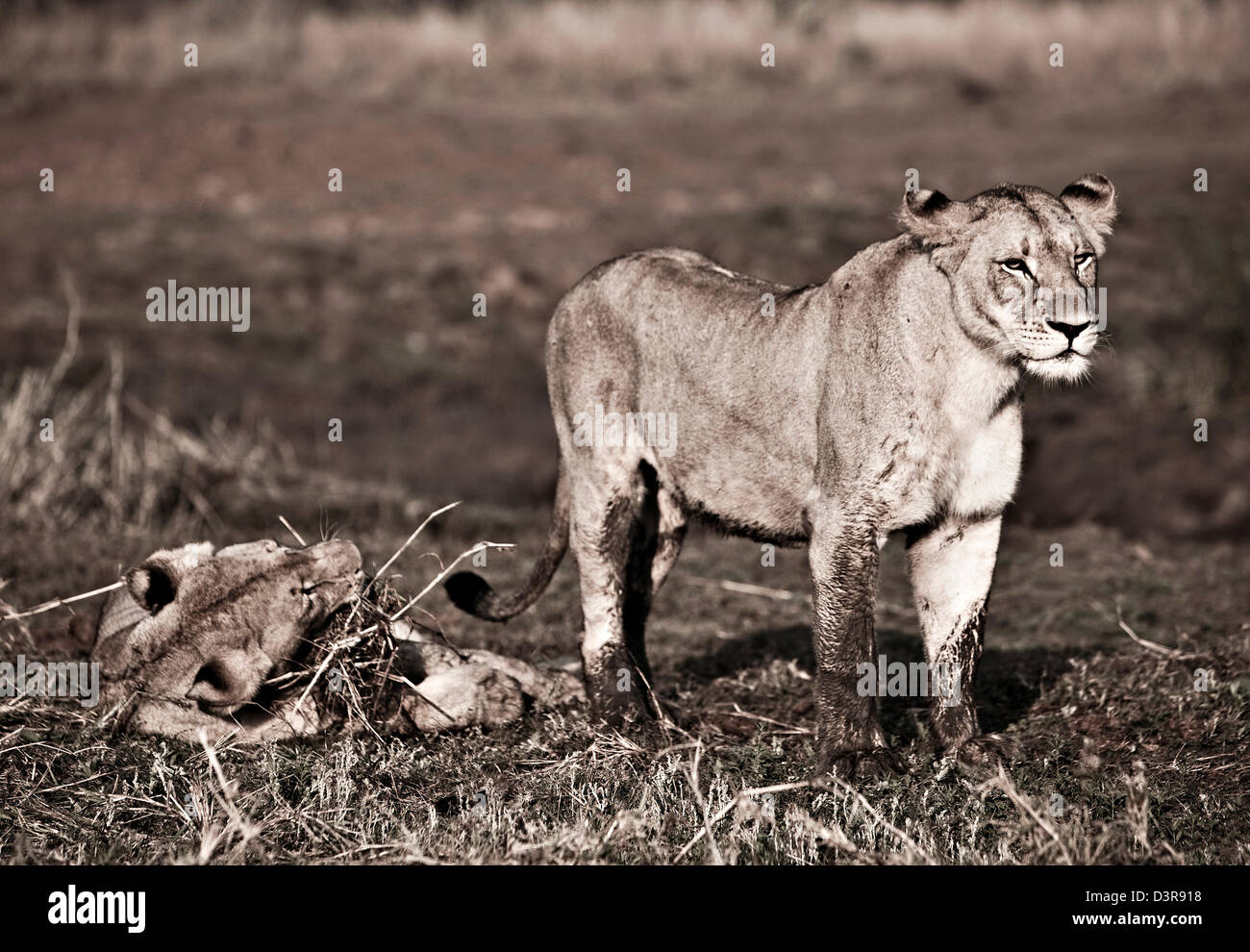 I Lions al gioco, Phinda Game Reserve, Sud Africa Foto Stock