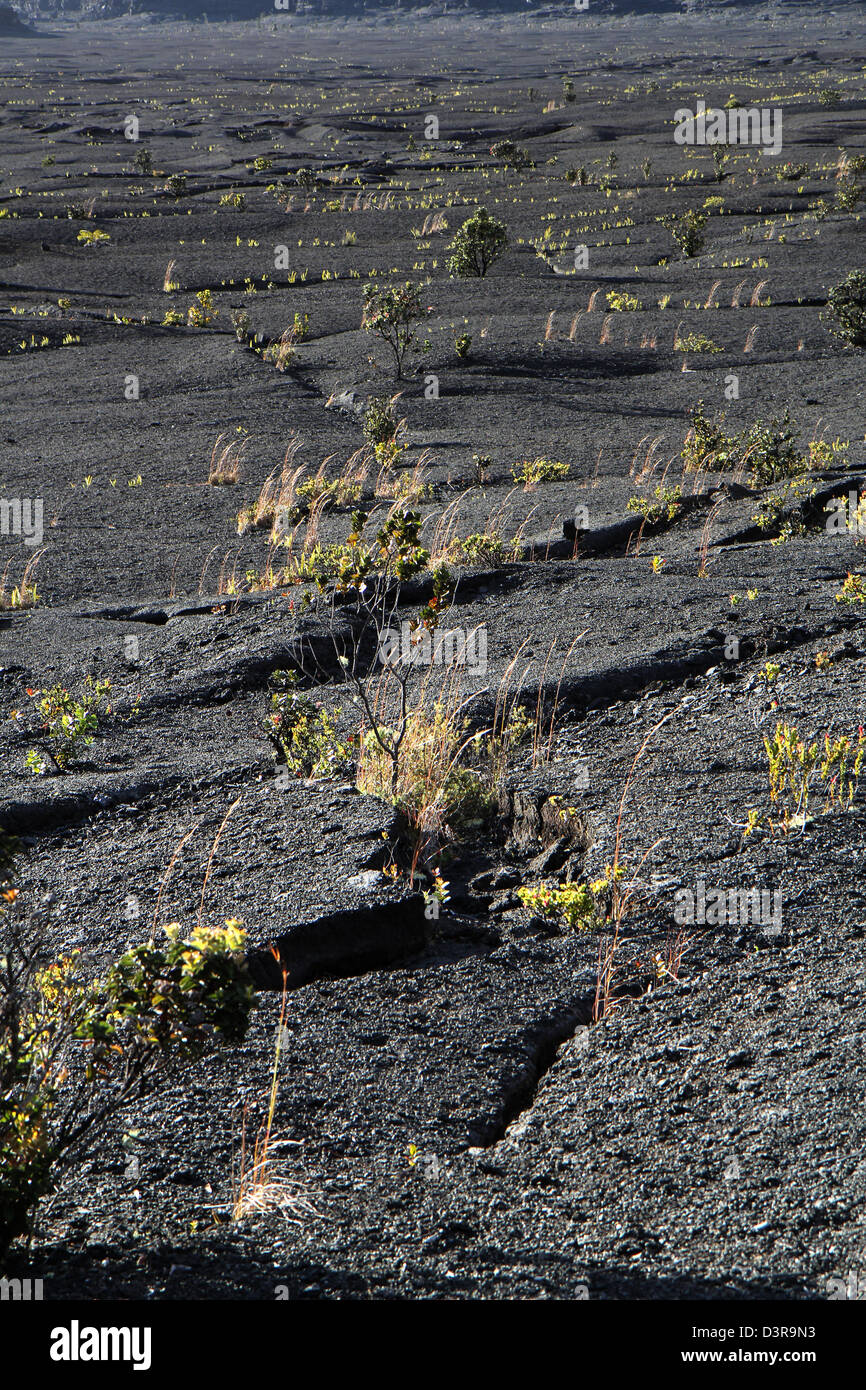 Il Kilauea Iki cratere piante che crescono nella lava crepe Parco Nazionale dei Vulcani delle Hawaii big Island caldera cool eruzione del passato Foto Stock