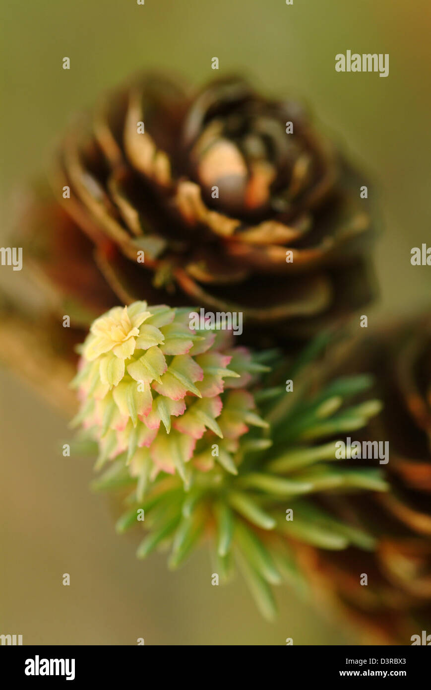 Berlino, Germania, i giovani germogli di un larice in primavera Foto Stock