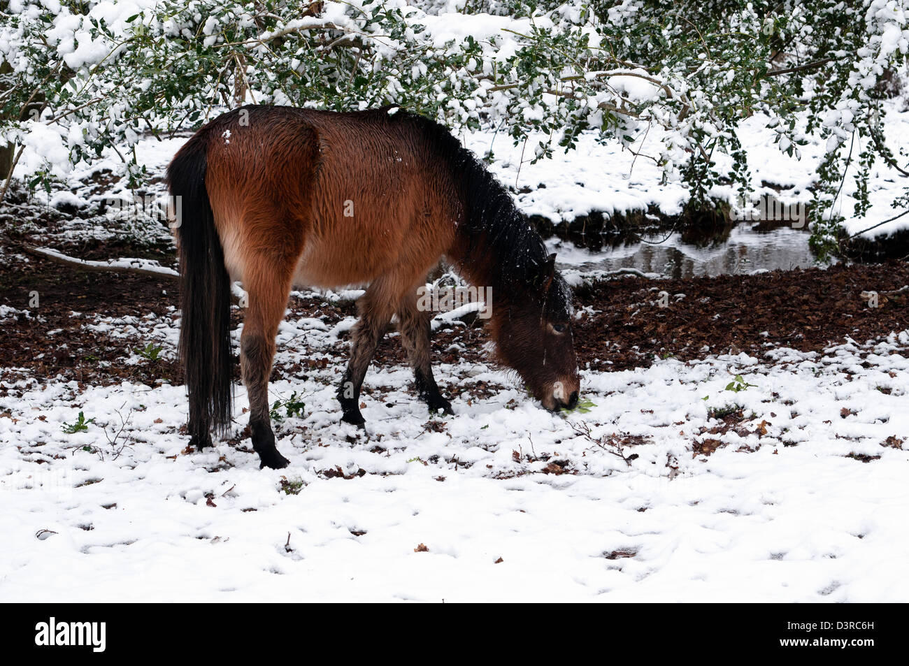 New Forest pony rovistando in inverno la Nuova Foresta Hampshire England Regno Unito Foto Stock