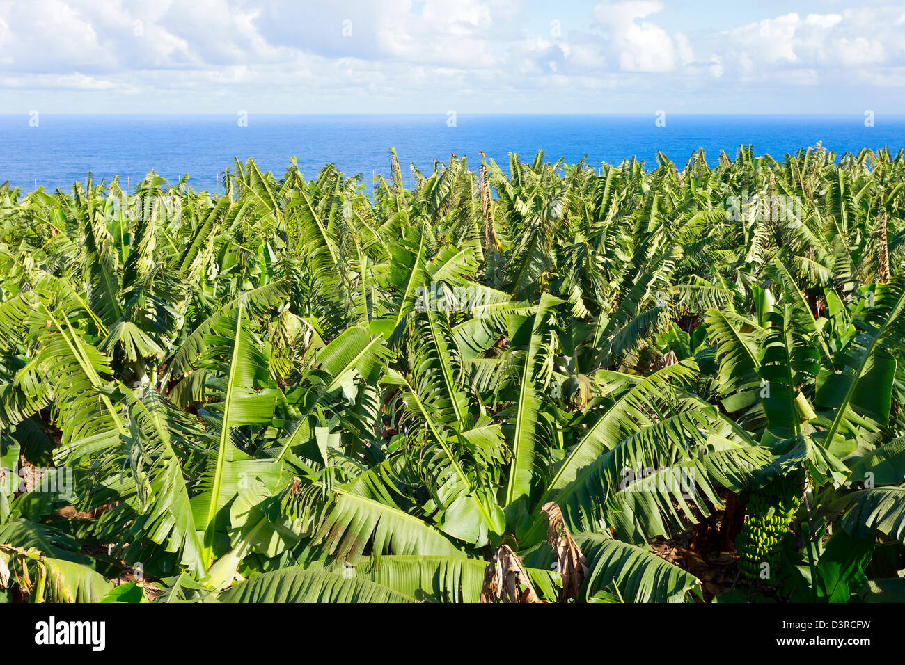 Piantagioni di banane in corrispondenza del bordo dell'oceano, in El Rincon, Tenerife, Isole Canarie, Spagna Foto Stock