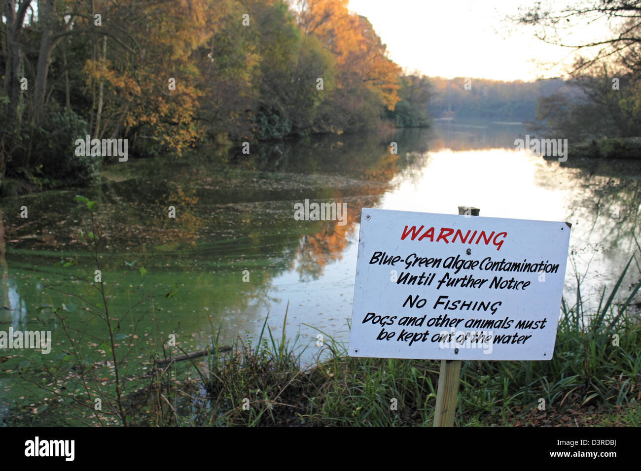 Alghe blu-verde (cianobatteri) contaminazione nel fiume di Saville giardino, Egham Surrey, Inghilterra REGNO UNITO Foto Stock