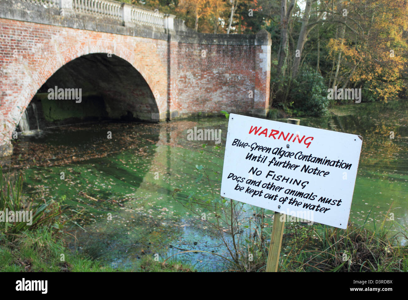 Alghe blu-verde (cianobatteri) contaminazione nel fiume di Saville giardino, Egham Surrey, Inghilterra REGNO UNITO Foto Stock