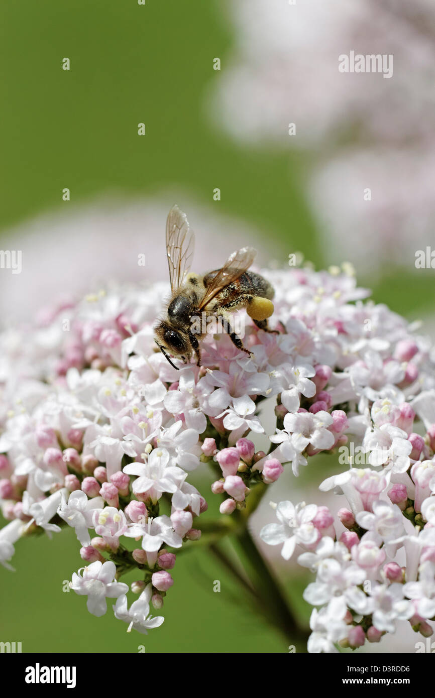 Il miele delle api su bianco fiori di valeriana Foto Stock