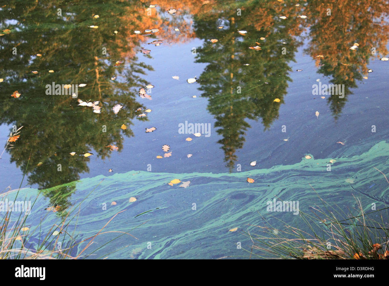 Alghe blu-verde (cianobatteri) contaminazione nel fiume di Saville giardino, Egham Surrey, Inghilterra REGNO UNITO Foto Stock