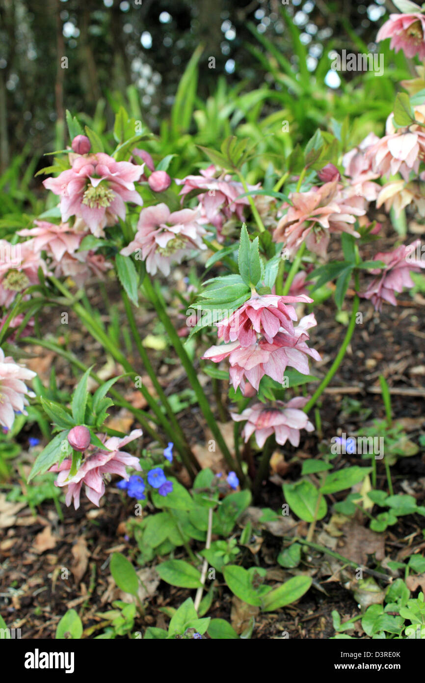 A fioritura primaverile veratro rosa in un paese di lingua inglese il giardino. Sussex Regno Unito Foto Stock