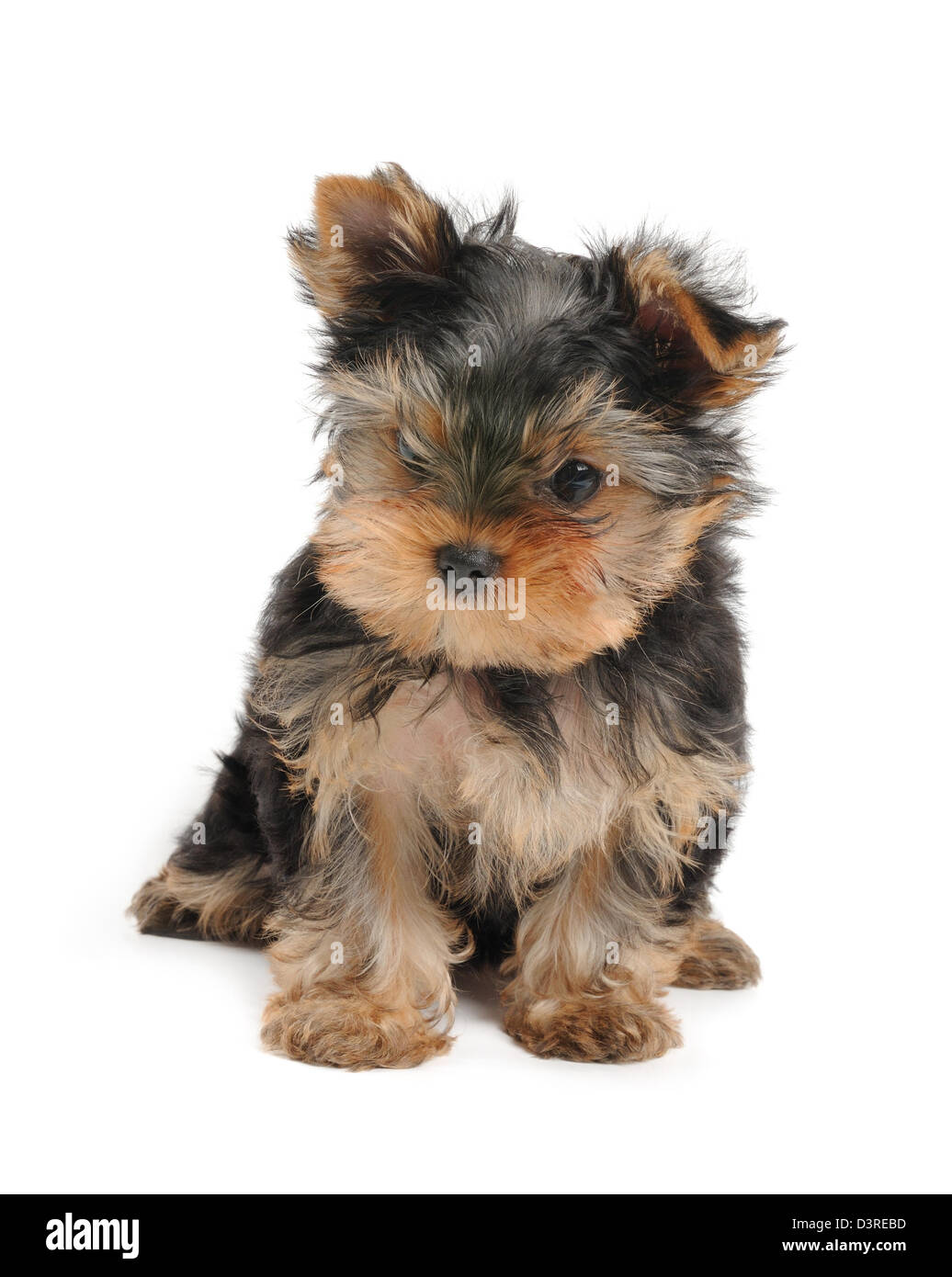 Grazioso cucciolo di Yorkshire Terrier isolate su sfondo bianco Foto Stock Grazioso cucciolo di Yorkshire Terrier isolate su sfondo bianco Foto Stock