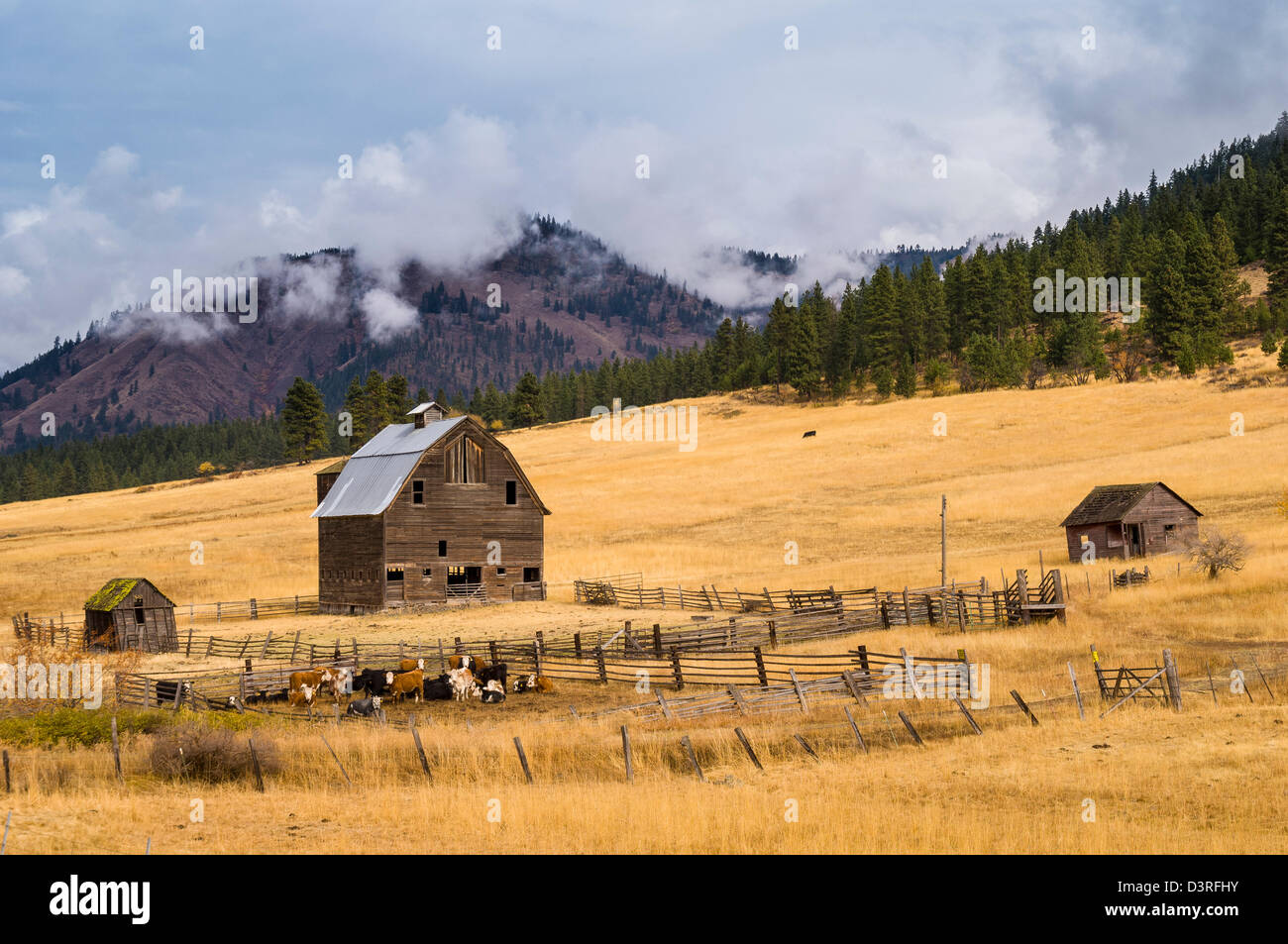 Granaio, bovini e ranch lungo l'autostrada 97 North di Ellensburg nel centro di Washington. Foto Stock