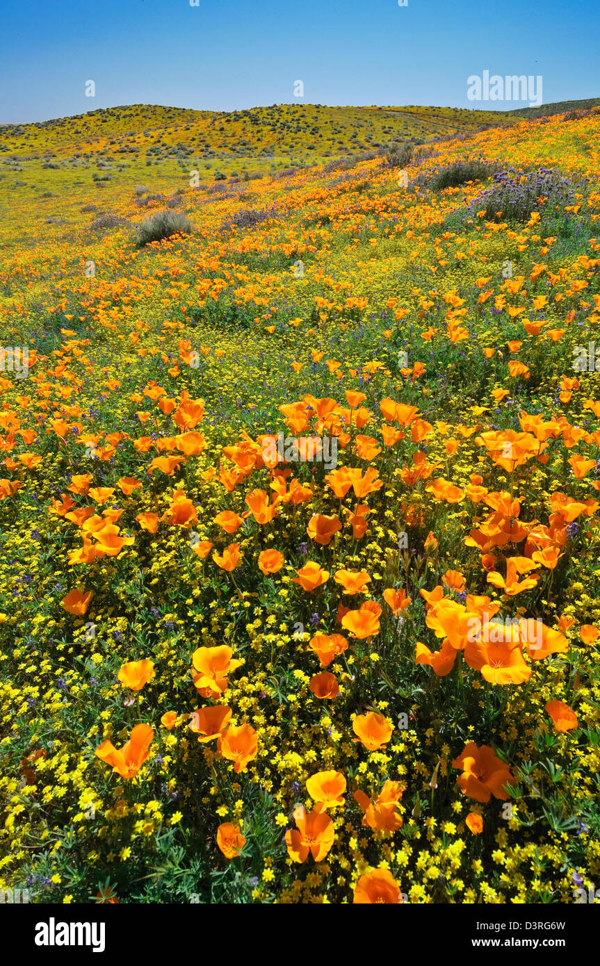 Papaveri e Goldfields, Antelope Valley, California. Foto Stock