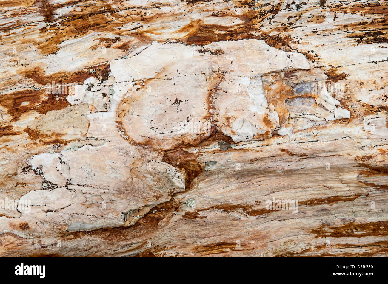 Close-up di legno pietrificato al Gingko foresta pietrificata del Parco Statale di Washington. Foto Stock