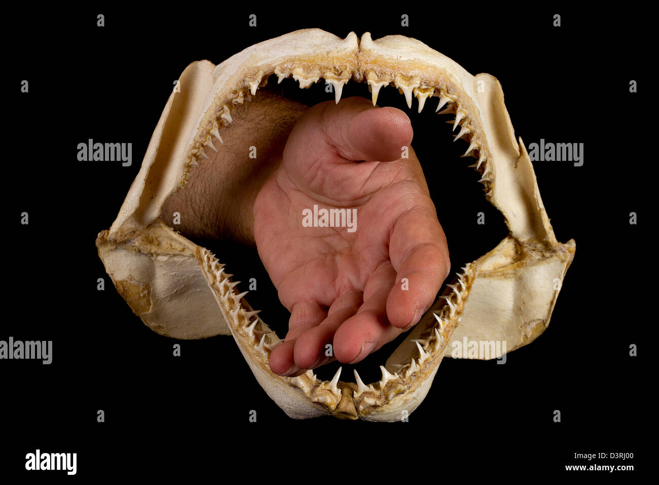 Ganasce di squalo con denti affilati Foto Stock