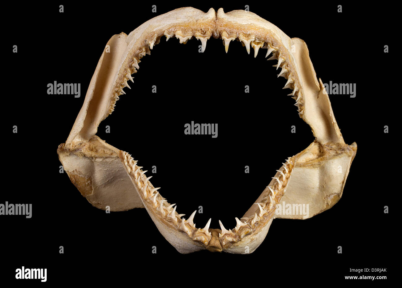 Ganasce di squalo con denti affilati Foto Stock