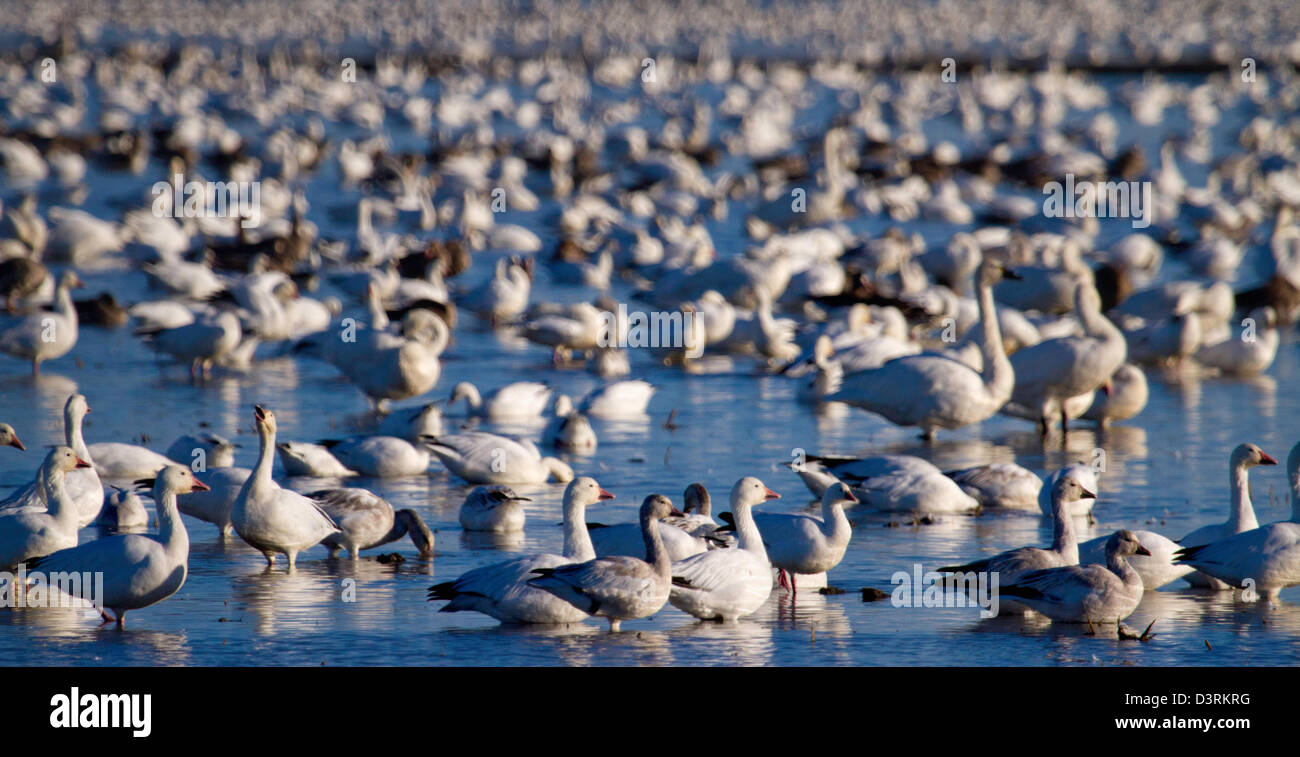 Branchi di oche delle nevi svernano in valle del Sacramento della California del nord. Foto Stock