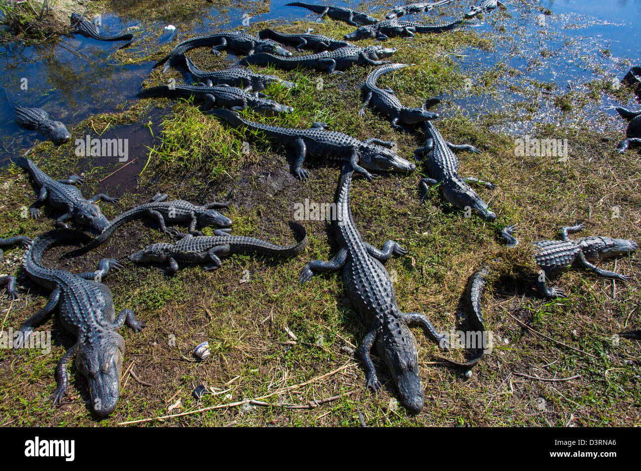 Alligatori lungo il sentiero Anhinga presso il Royal Palm Centro Visitatori nel Parco nazionale delle Everglades Florida Foto Stock