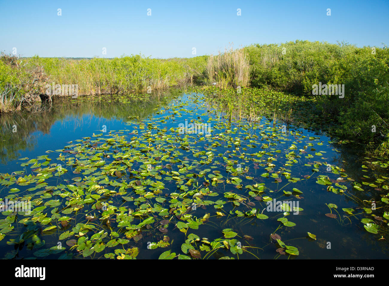 Anhinga Trail presso il Royal Palm Centro Visitatori nel Parco nazionale delle Everglades Florida Foto Stock