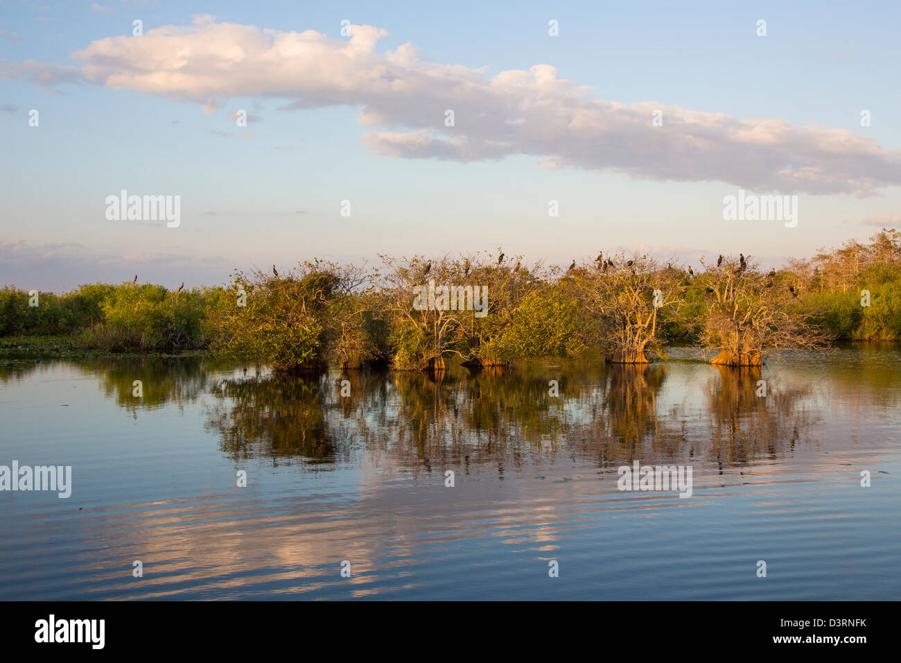 Uccelli in alberi lungo Anhinga Trail presso il Royal Palm Centro Visitatori nel Parco nazionale delle Everglades Florida Foto Stock