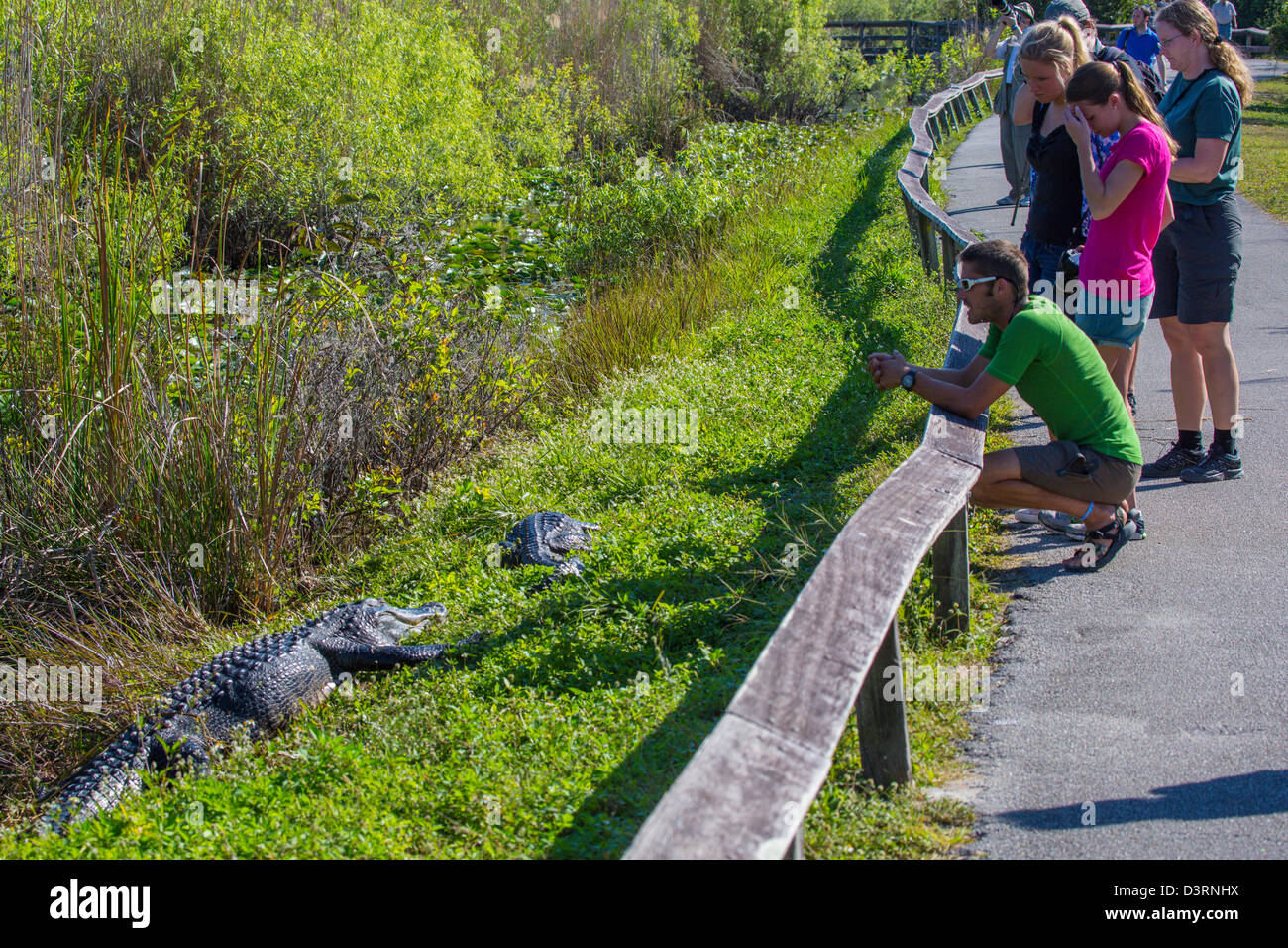 La gente guarda alligatori su Anhinga Trail presso il Royal Palm Centro Visitatori nel Parco nazionale delle Everglades Florida Foto Stock