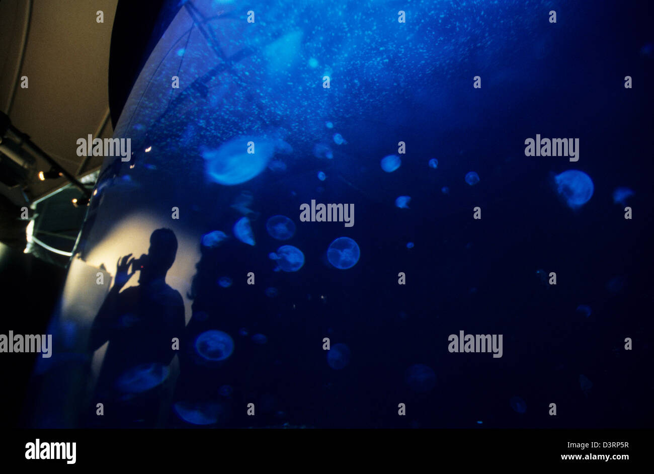 Medusa al Sea Life Aquarium di Sydney AUS Foto Stock