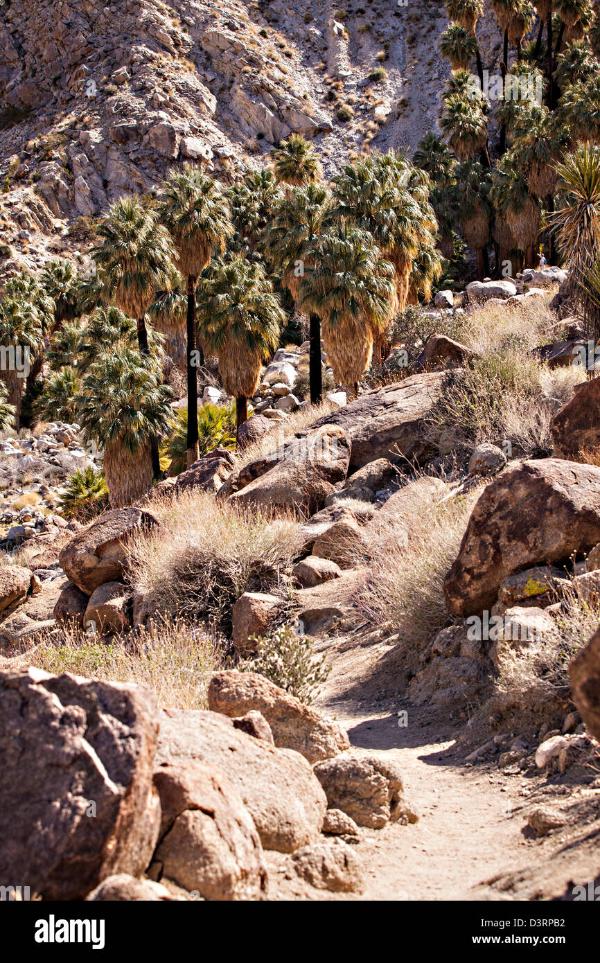 Fortynine Palms oasi nel deserto di Mojave al di fuori di ventinove palme, California. Foto Stock