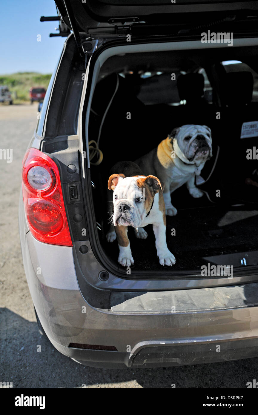 Bulldog appendere fuori la berlina di auto presso la spiaggia Foto Stock