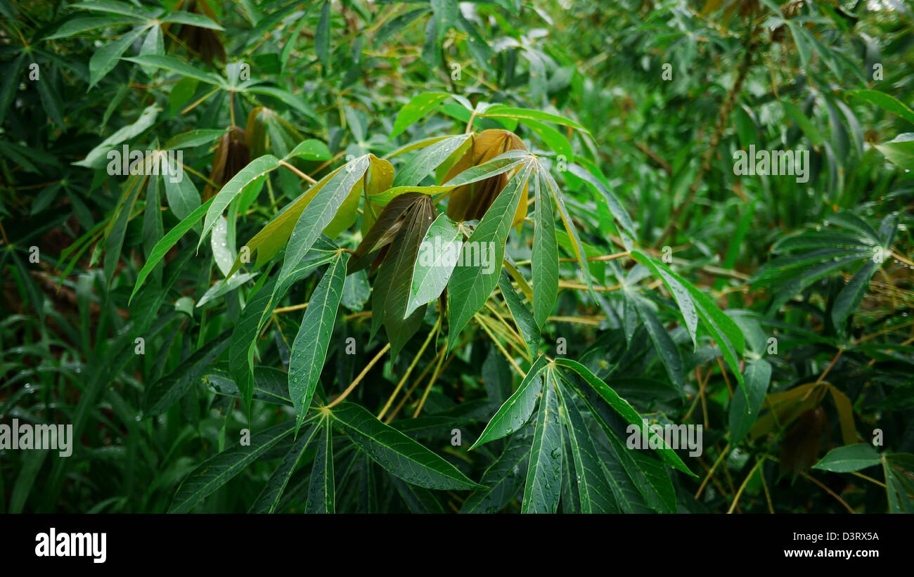 Mettere via le foglie fresche di manioca Tree. Foto Stock