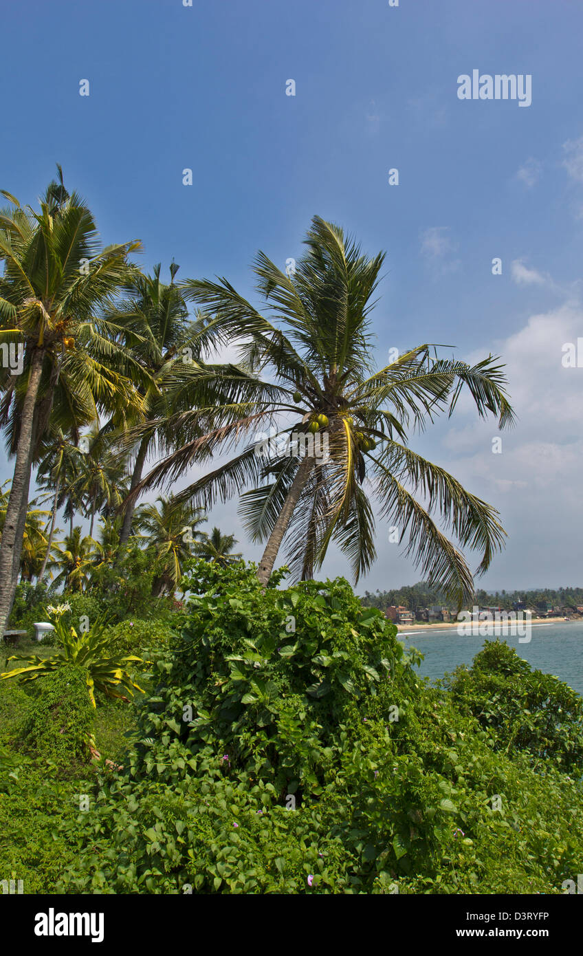 Tipica flora costiere nel sud dello Sri Lanka che mostra le palme vicino alla città di Galle Foto Stock