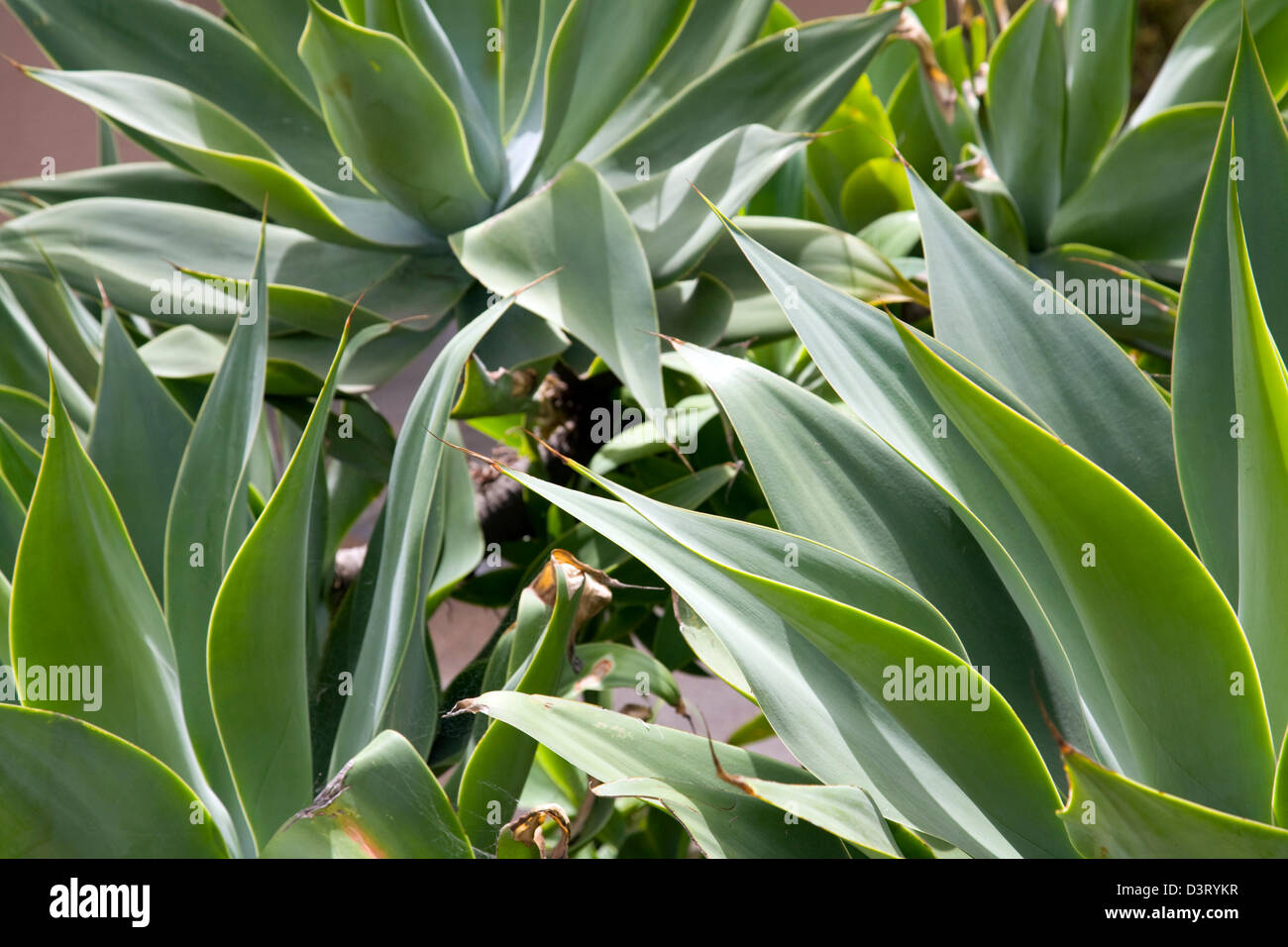 Agave attenuata piante a Sydney Foto Stock