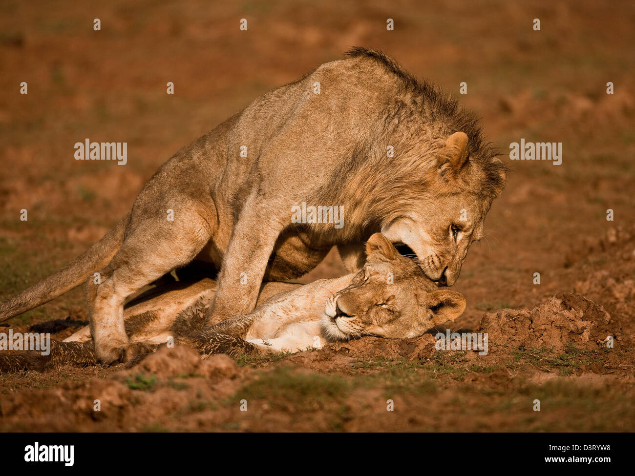 Due leoni, Phinda Game Reserve, Sud Africa Foto Stock