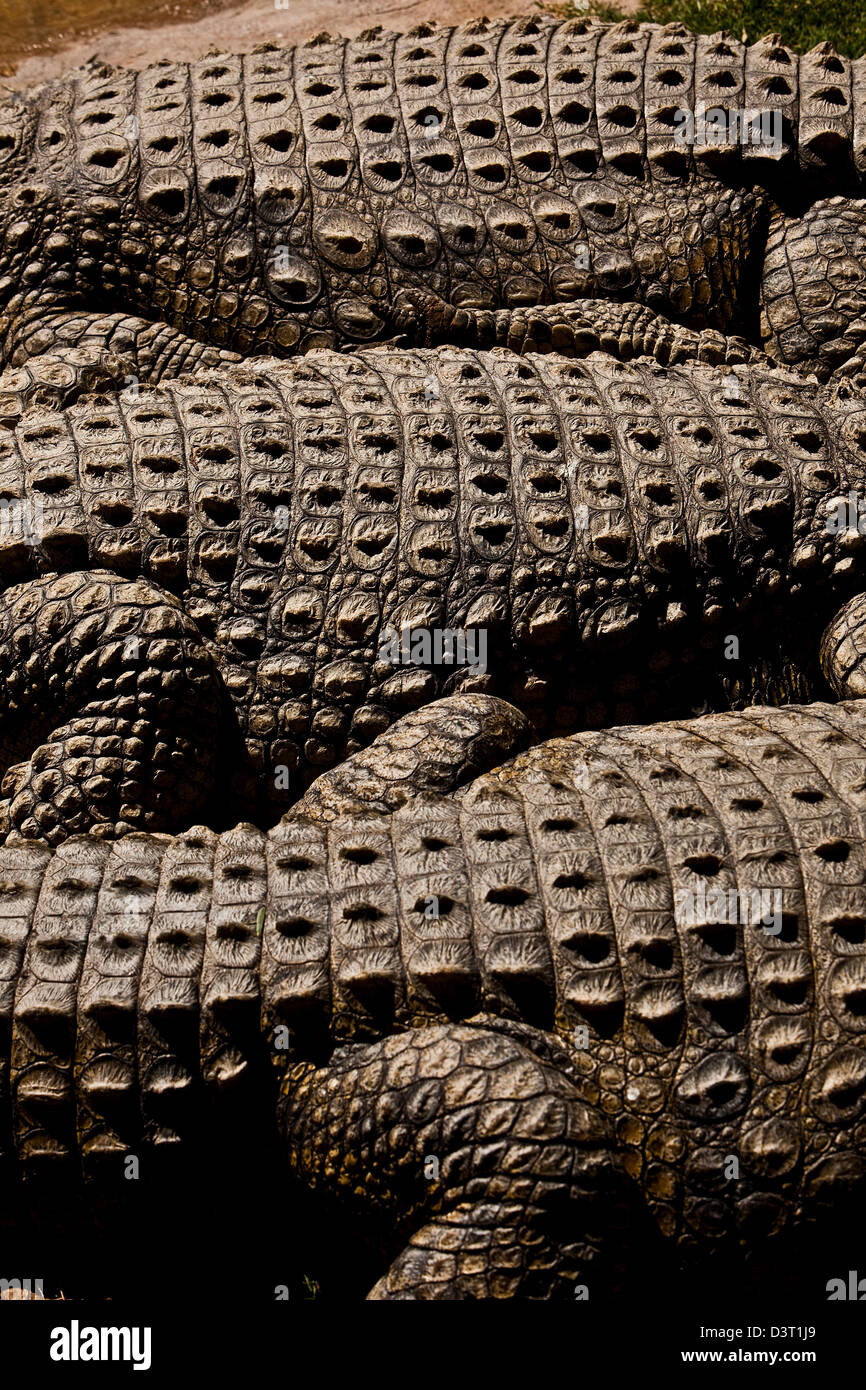 Coccodrilli crogiolarsi in sun, Durban, Sud Africa Foto Stock