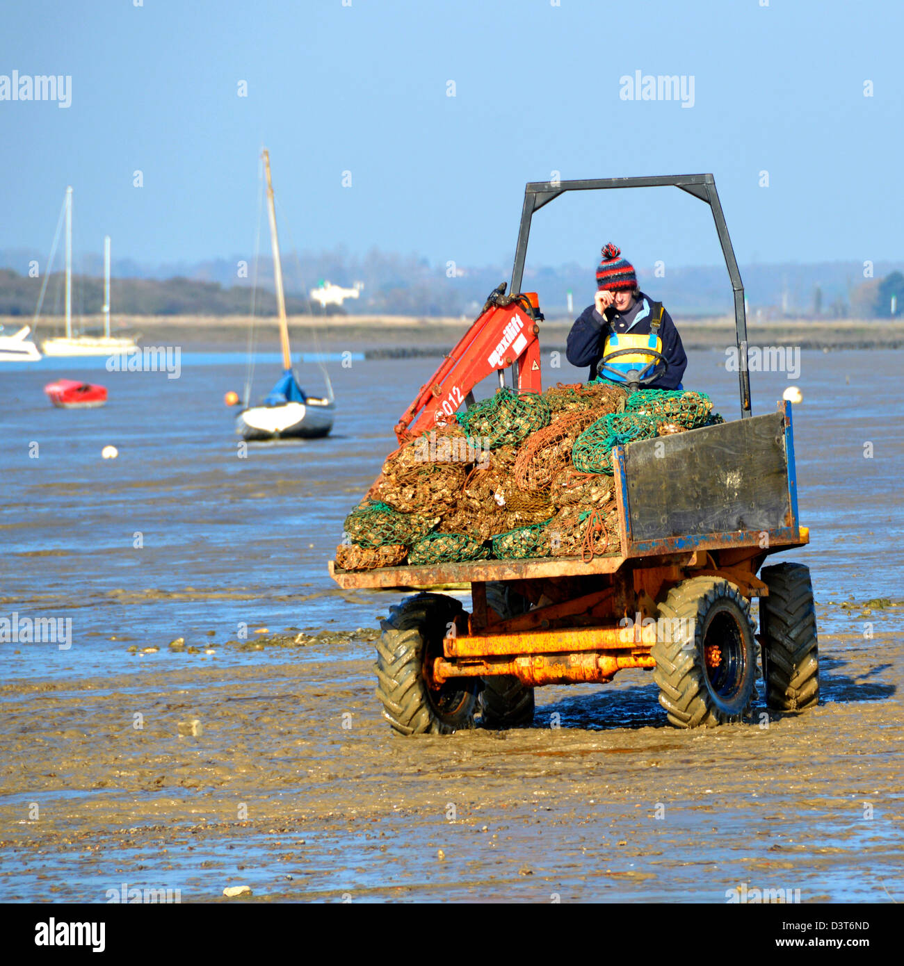 Oyster raccolto in sacchi su dumper in procinto di essere spostata da waters edge dopo lo scarico dalla barca Foto Stock