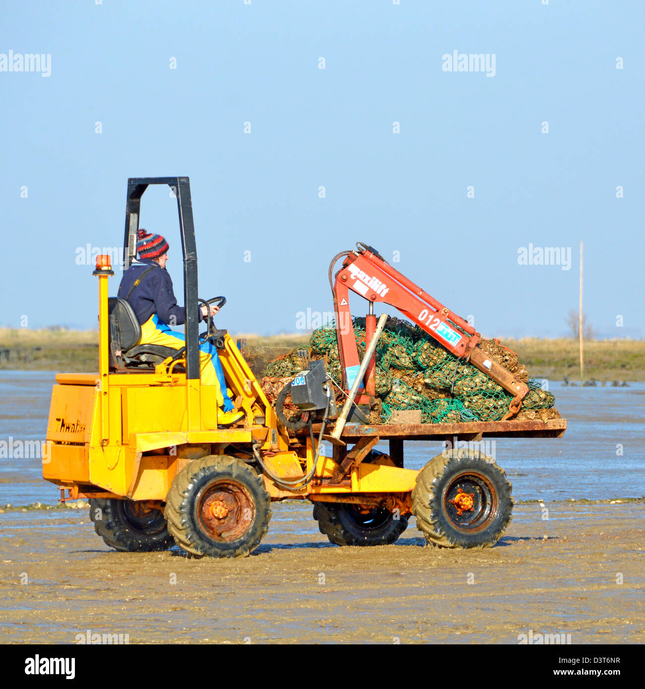 Le ostriche in sacchi su dumper essendo spostato su terreni fangosi foreshore dopo lo scarico dalla barca Foto Stock