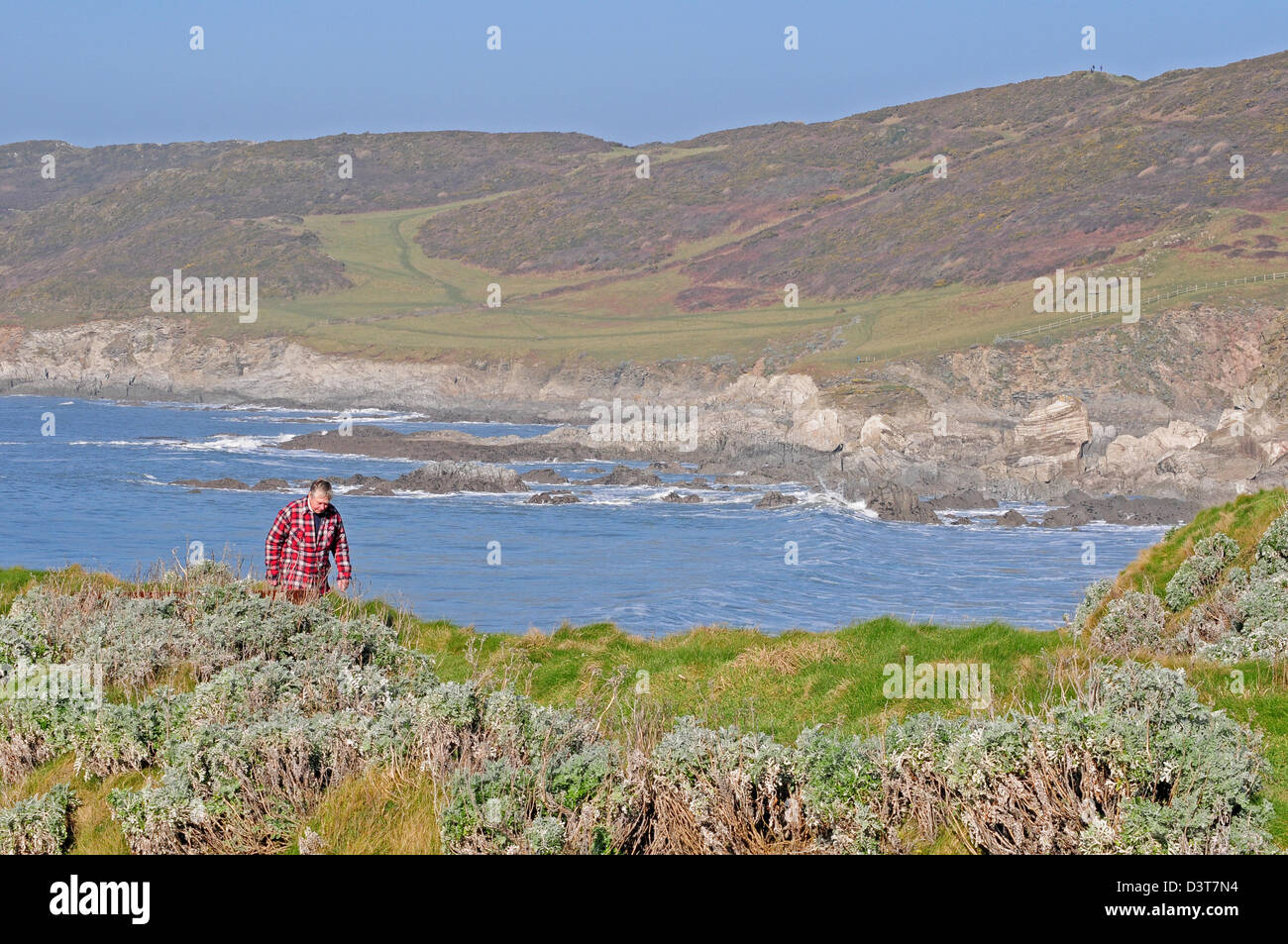 Uomo che cammina su scogliere a Morte Hoe. Foto Stock