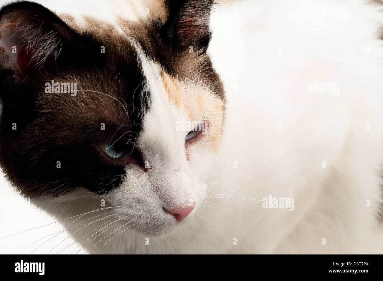 Una vista ravvicinata di un gatto bianco con gli occhi blu. Foto Stock