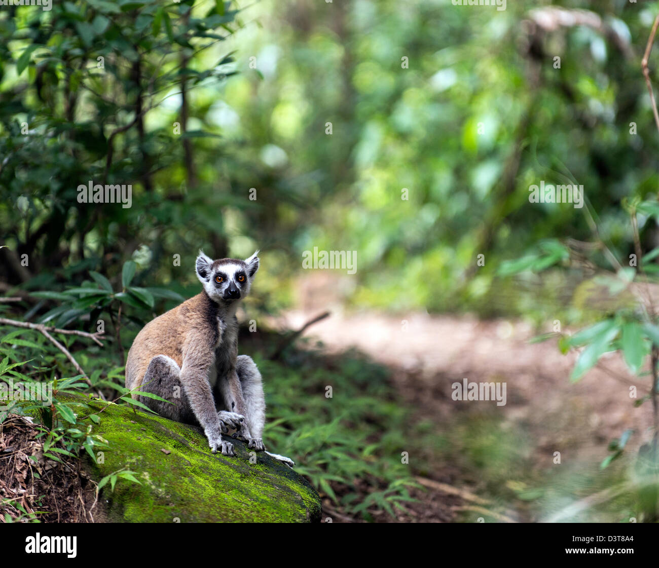 L'anello tailed lemuri (Lemur catta) sul terreno Isalo Parco nazionale del Madagascar Foto Stock