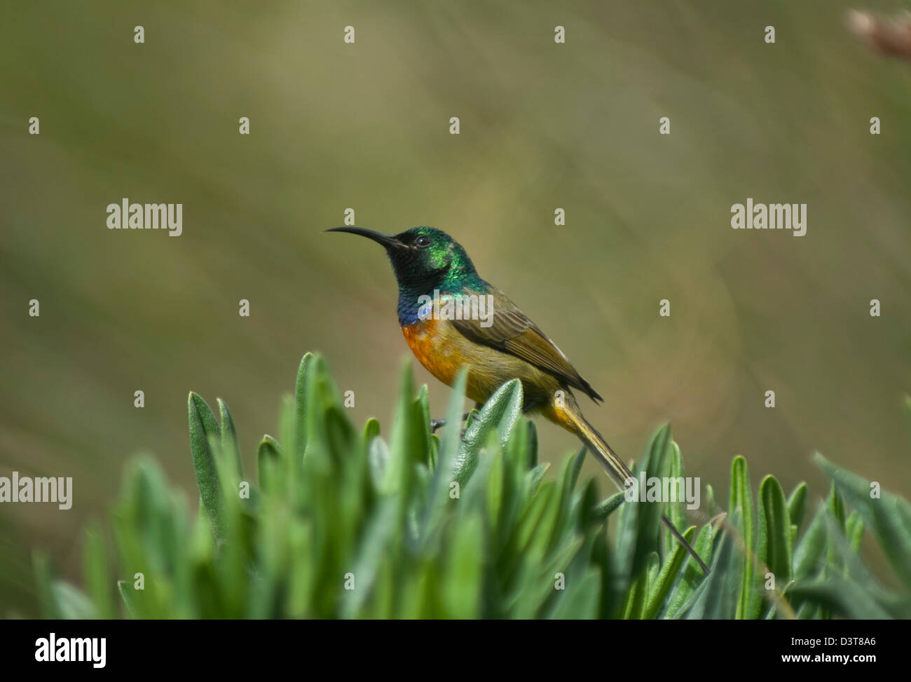 Orange-breasted Sunbird (Anthobaphes violacea) in giardini botanici di Kirstenbosch, Sud Africa Foto Stock