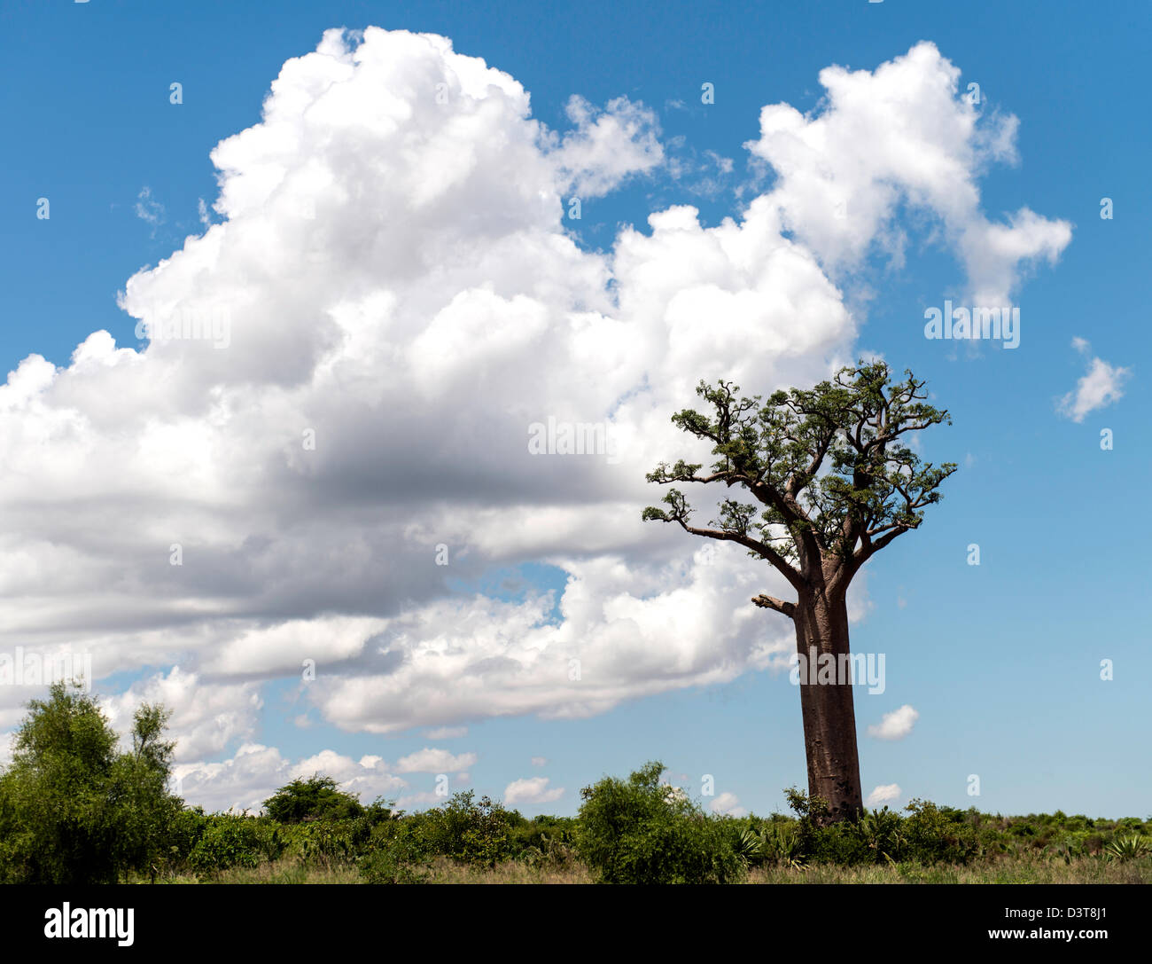 Baobab a sud del Madagascar Foto Stock