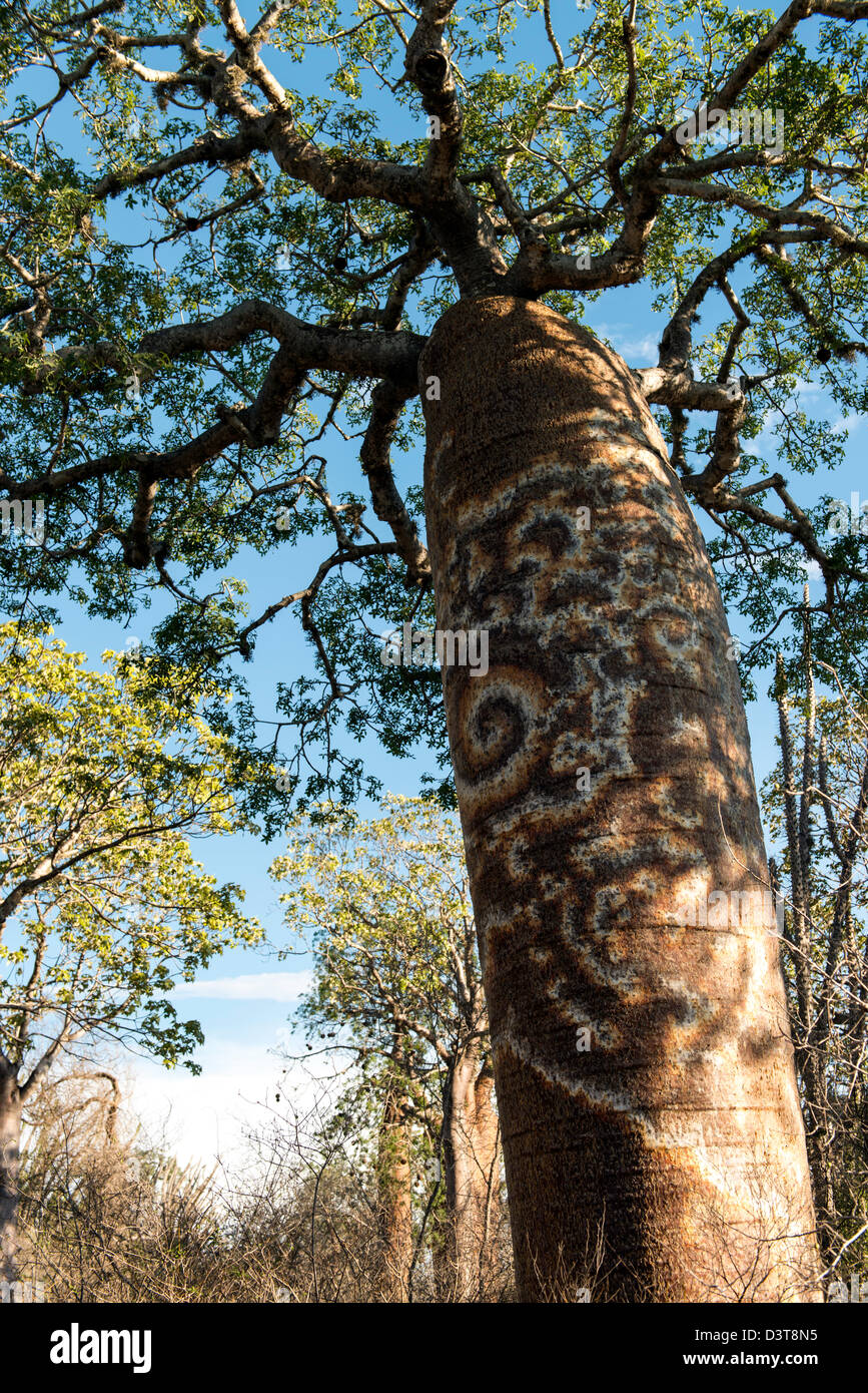 Il Madagascar spinoso canneti (noto anche come il Madagascar foreste spinose) Toliara Sud del Madagascar Foto Stock