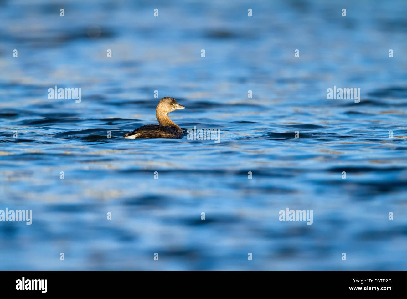 Pied-fatturati svasso - Podilymbus podiceps - Passaic River, NJ Foto Stock