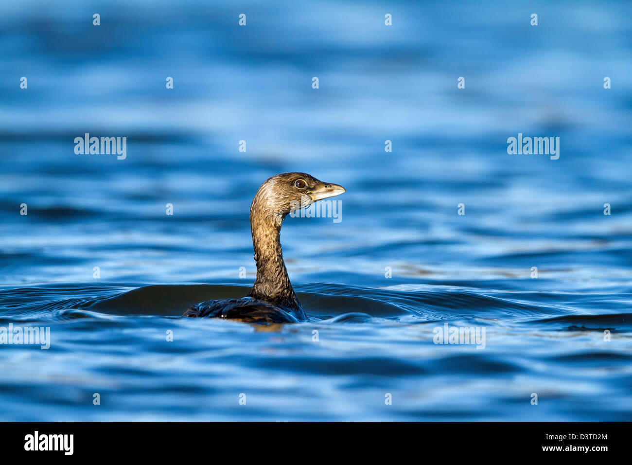 Pied-fatturati svasso - Podilymbus podiceps - Passaic River, NJ Foto Stock