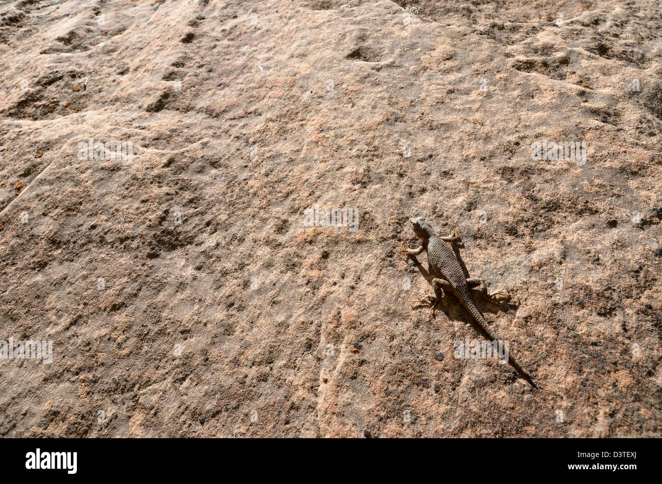 Lizard sulla parete del canyon, Escalante Canyon dello Utah. Foto Stock
