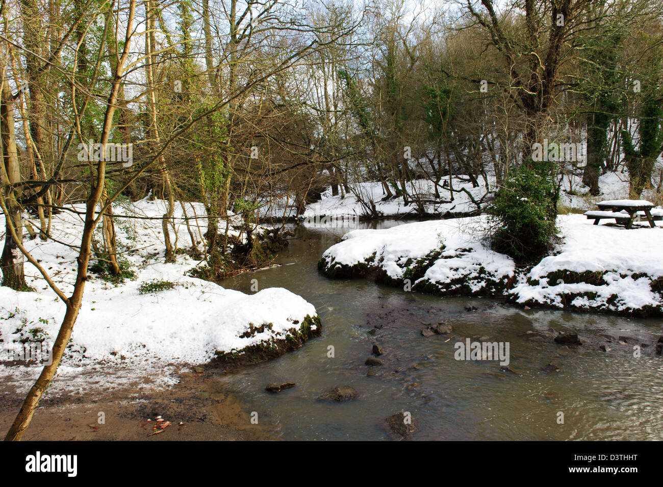 Plessey boschi, Northumberland Foto Stock