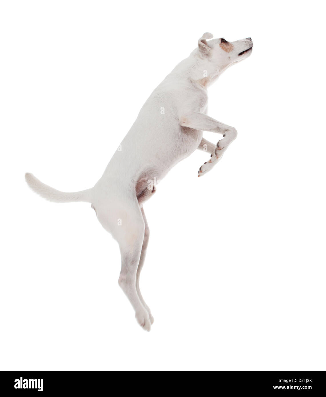 Jack Russell Terrier jumping Foto Stock