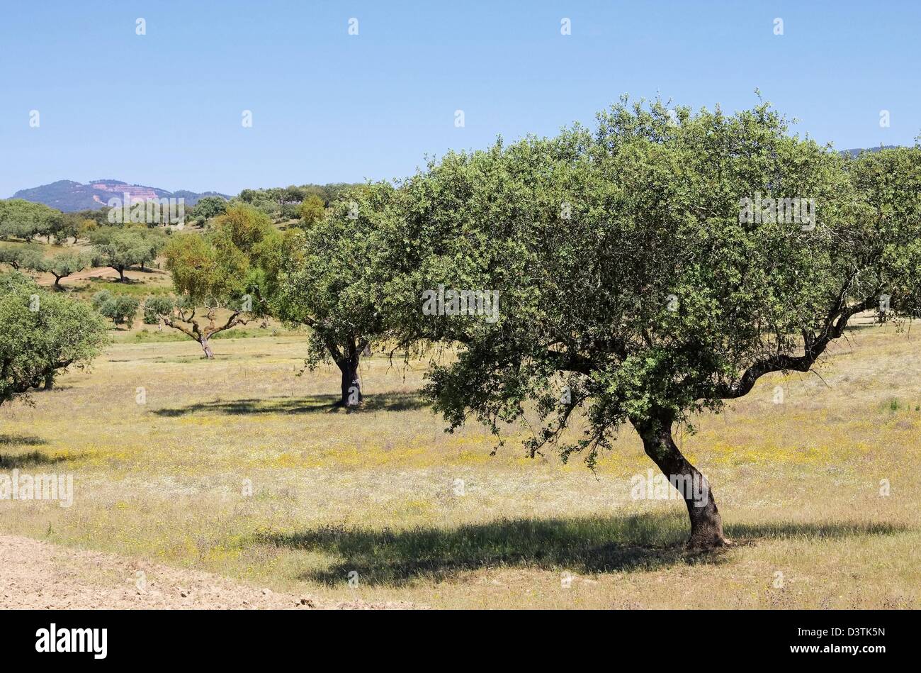 Dehesa 41 Foto Stock