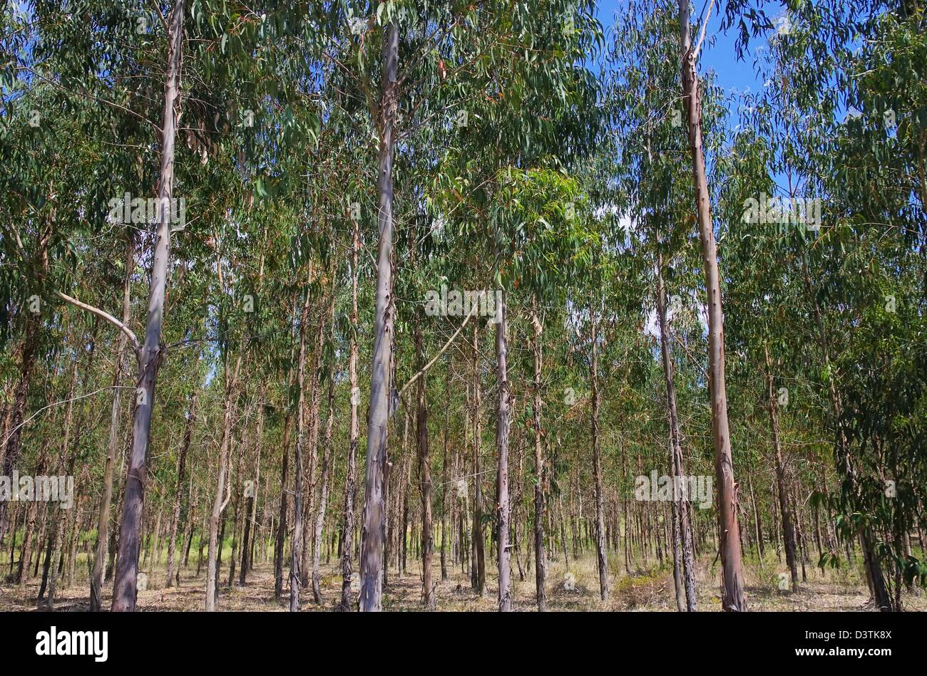 Eukalyptus - eucalipto 22 Foto Stock