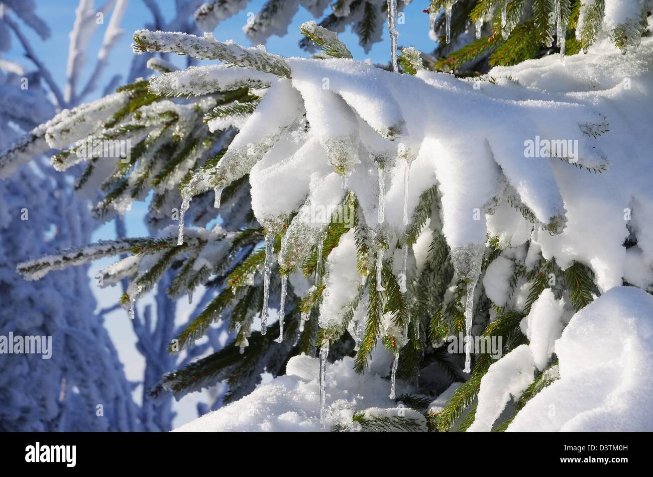 Fichtenzweig im Schnee - abete rosso ramoscello in snow 03 Foto Stock