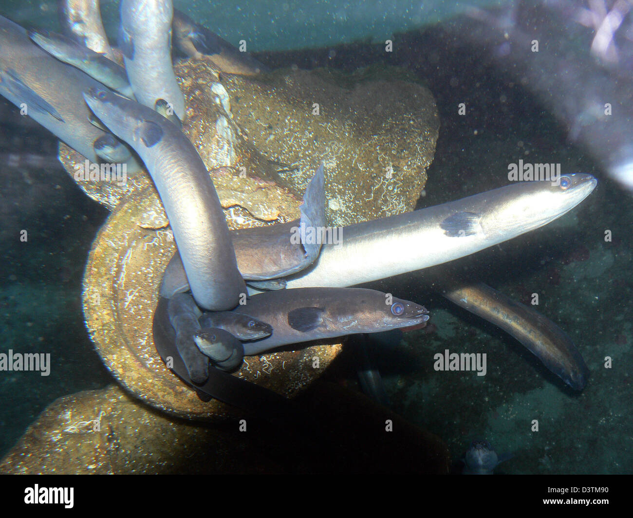 (Dpa file) - L'anguilla europea (lat.: Anguilla anguilla) lasciare il loro nascondiglio in un acquario di Bergen, Norvegia, 05 aprile 2006. Foto: Hinrich Baesemann Foto Stock